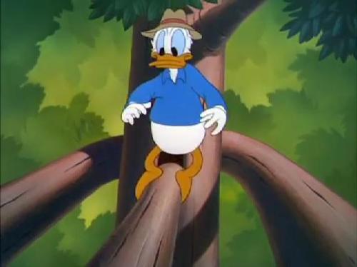 500px-Donald_Duck_-_Out_On_A_Limb_195024